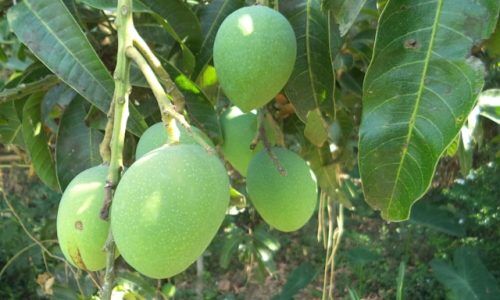 manash-kumar-mondal-xZ28aAiksz8-unsplash