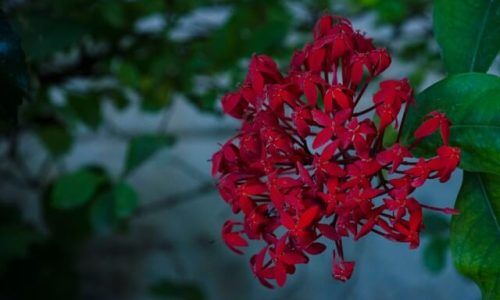 manisha-raghunath-yQJlqfm10Bk-unsplash (1)