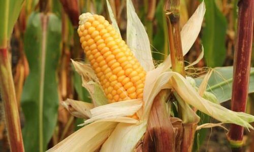 marek-studzinski-K-9XetLaMKc-unsplash (1)