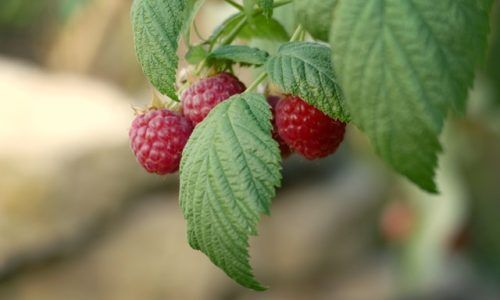 maria-hossmar-GQWCrOq75iQ-unsplash