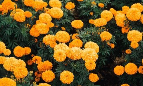 marigold 1