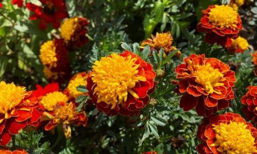 marigold 2
