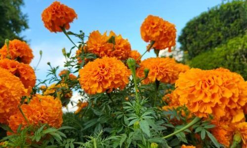 marigold 3