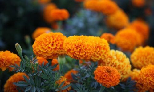 marigold 4