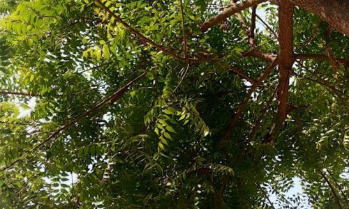 md-ziaul-hameed--HKQzp4U4jc-unsplash (1)