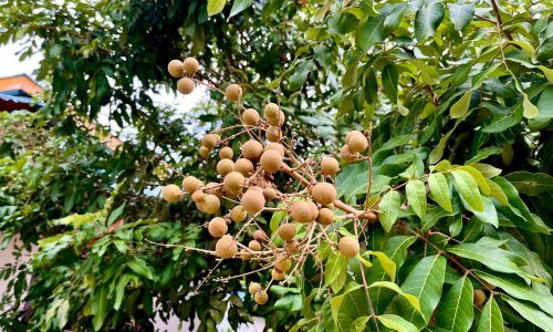 mohd-safri-6P5APMQQLl4-unsplash (1)