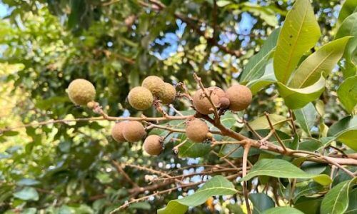 mohd-safri-aoYjeMuWZt0-unsplash (1)