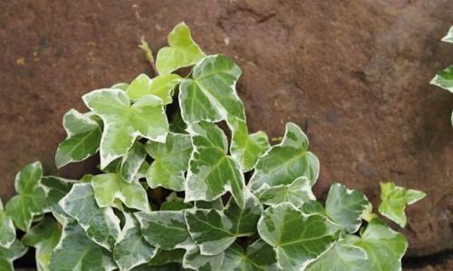 natary-t-8cc2gR5Cpfo-unsplash (1)