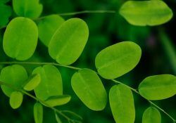 neha-maheen-mahfin-WOvJOiPwgY4-unsplash (1)