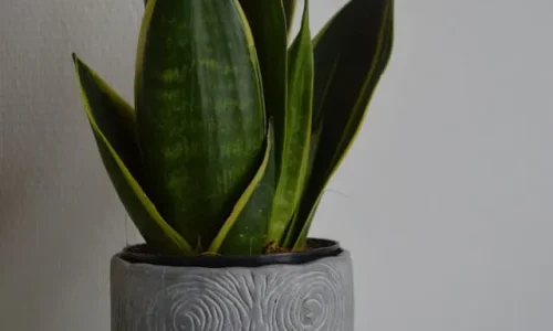 noyo-creatif-45RNRuAZVMw-unsplash (1)