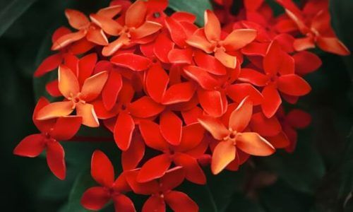 okta-sardianto-u68xJ-xfsm0-unsplash (1)