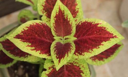 parisa-talebizadeh-wMtn4zhBgAs-unsplash (1)