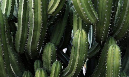 polina-skaia-MBPxxeTbI8w-unsplash