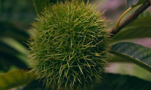 projeto-cafe-gato-mourisco-wcB7a03waeE-unsplash (1)