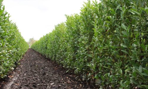 prunus-laurocerasus-schipkaensis-schip-cherry-laurel-hedge-field-row-nursery-InstantHedge__29370.1572173698.1280.1280-1 (1)