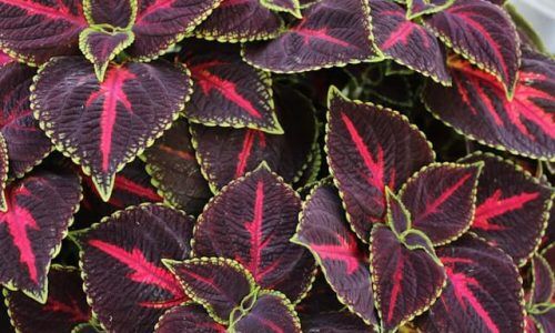 rebecca-niver-UGSSNXhnqIk-unsplash (1)