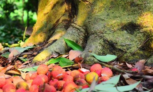 satyam-priyam-roy-lbfm_L4-RDw-unsplash (1)