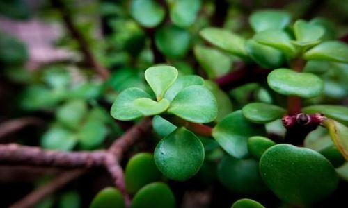 shotify-E52UFQB6k5o-unsplash (1)