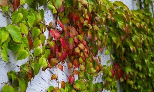 silas-lundquist-AO1OehQbPMQ-unsplash (1)