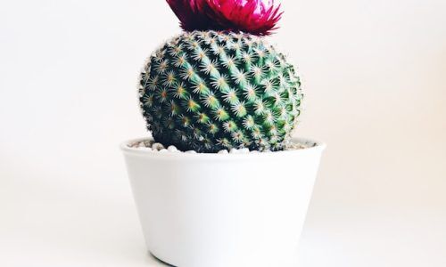 stephanie-harvey-N9lmtlOuaDM-unsplash