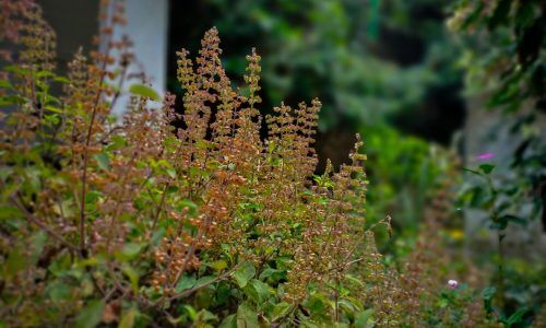 sujay-paul-clMuW2_iDZo-unsplash (1)