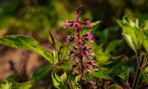 sujay-paul-naE5bIfmv1Y-unsplash