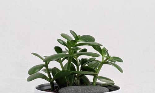 susan-wilkinson-Q0w0LGkHokE-unsplash (1)