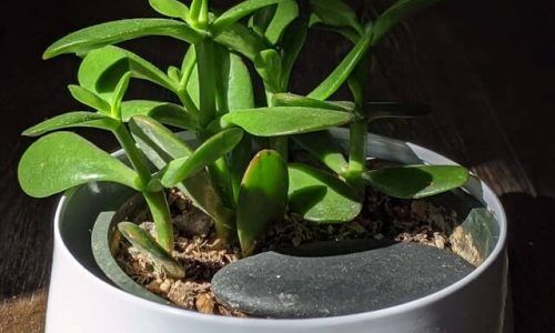 susan-wilkinson-mvYOg7OgGO4-unsplash (1)