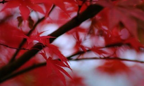 tobias-schulz-DAwOhD_A3sk-unsplash (1)