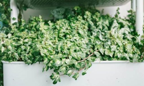 volkan-kacmaz-9edZ3YVSJIc-unsplash (1)