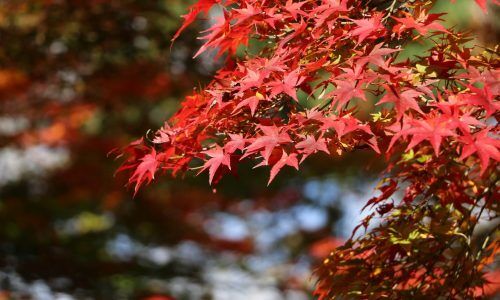 yasuto-takeuchi-Awpyxb2rrUQ-unsplash (1)