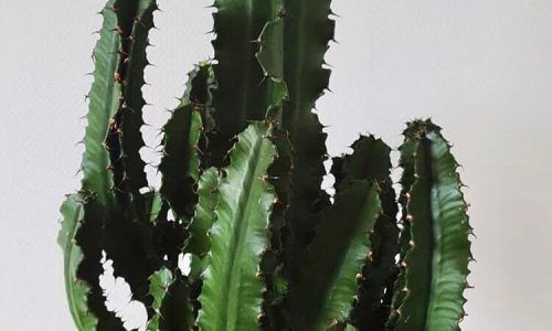 104634738_1404985726357380_776784367278284789_n (1)