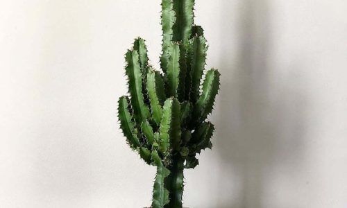 105187796_176478327166254_7008395733601674402_n (1)