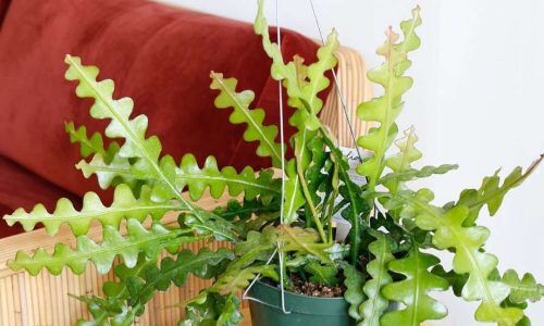 115994568_3330910710371970_4666046614475350595_n (1)