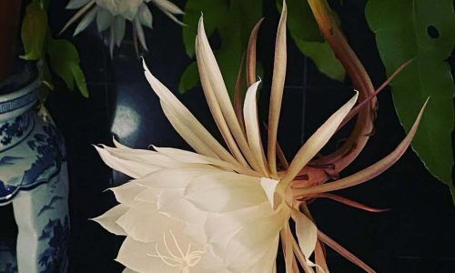 118820898_119523763006897_5634554270751125409_n (1)