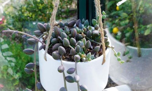 119113857_191249525706008_2912812331563088849_n (1)