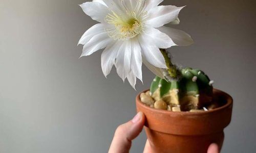 119577181_1056421874817154_9014290234073605482_n (1)