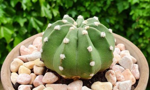 120493391_180185763695144_3159752296010512870_n (1)