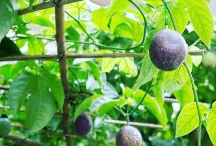 120842397_374229783942783_2264566902895811256_n (1)