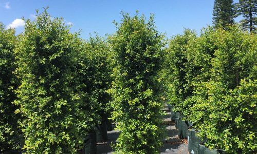 12748462_910989355686267_932898142_n (1)