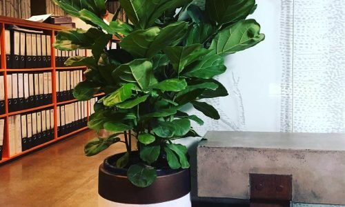 13397534_252931341745982_171691815_n (1)