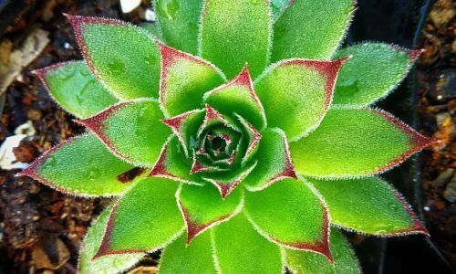 134158425_510714906573723_1945893054360222476_n (1)