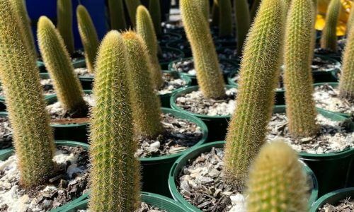 148184609_3867044203348239_5022504018989442530_n (1)