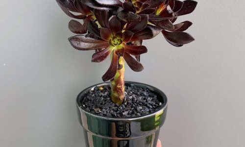 165147093_285378612967642_7576317621349985491_n (1)