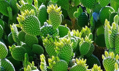 176550398_2930118800562022_549792669768574630_n (1)