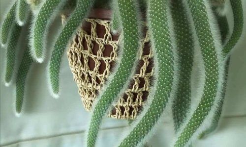 187366484_2641578102807061_269697655439975416_n (1)