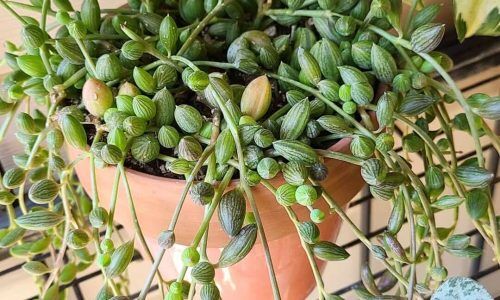 197281747_168407441829954_6154816110208965395_n (1)