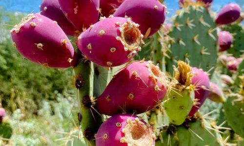 222169077_154007816833359_2918673928811616415_n (1)