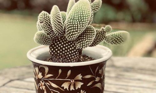 22220633_100352624055493_7646796384099631104_n (1)