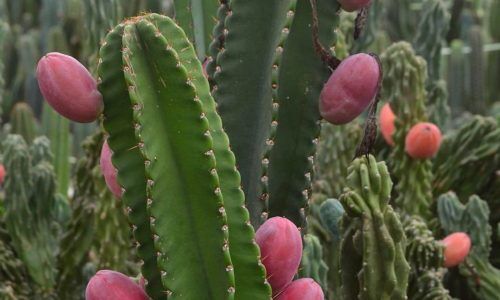 22430106_1188101868000527_6545469376726827008_n (1)